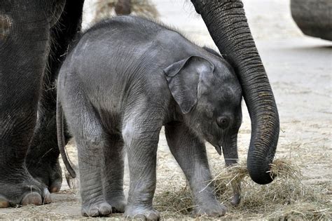 Among Social Animals That Care for Their Young