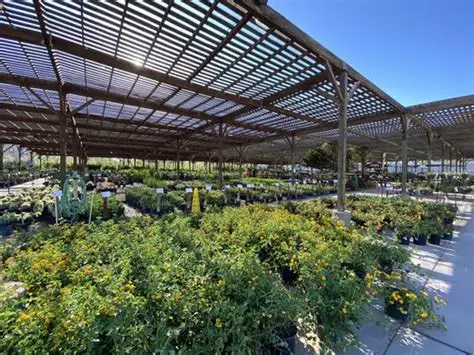 Star Nursery Eastern Ave: Your Go-to Destination for Nurturing Your Plants