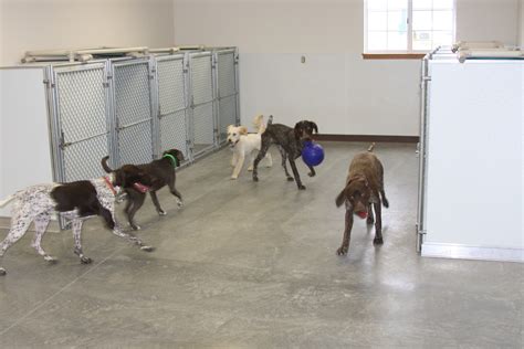 Acorn Valley Kennel: Premium Dog Care Tailored to Your Needs Why Acorn Valley Kennel Matters Benefits of Choosing Acorn Valley Kennel Frequently Asked Questions (FAQs)