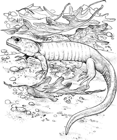Printable Lizard Coloring Pages: Unleash Your Inner Artist