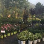 Rogers Spring Hill Nursery: A Horticultural Haven for Plant Enthusiasts