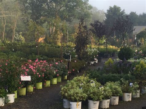 Rogers Spring Hill Nursery: A Horticultural Haven for Plant Enthusiasts