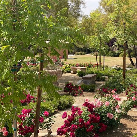 Doctor Harry B. Johnson Rose Garden: A Floral Tapestry of Beauty and Fragrance