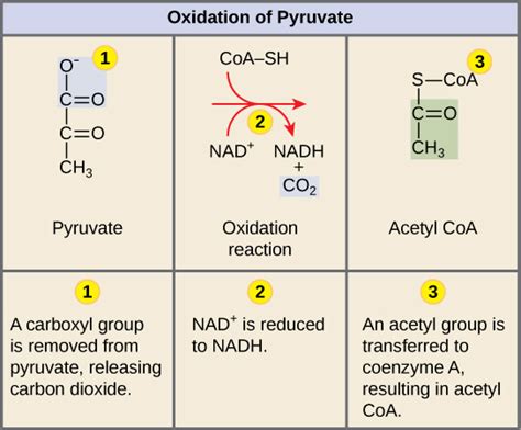 How Many ATP per Pyruvate Molecule?
