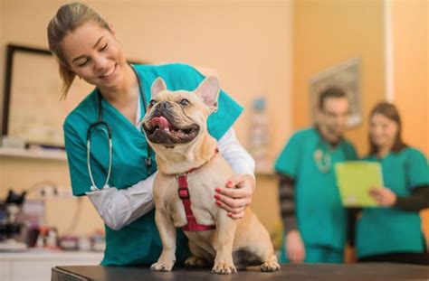 Is Vet School Harder to Get Into Than Med School?
