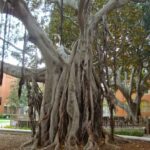 Moreton Fig: A Versatile Tree with Diverse Potential at USC