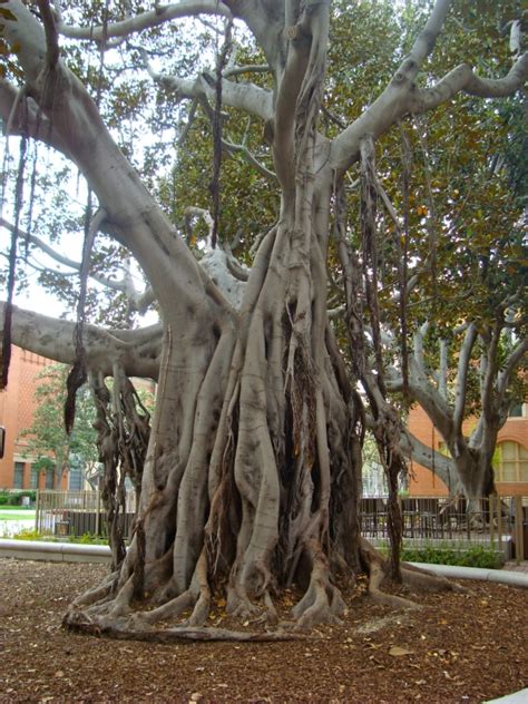 Moreton Fig: A Versatile Tree with Diverse Potential at USC