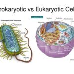 Are Vacuoles Present in Prokaryotic or Eukaryotic Cells?