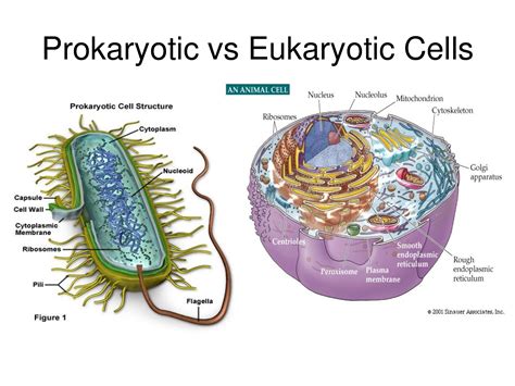 Are Vacuoles Present in Prokaryotic or Eukaryotic Cells?