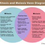 2 Key Similarities Between Meiosis and Mitosis