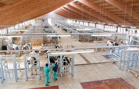 Caseus: The Dairy Delicacy with Pros and Cons