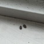 Small Bugs in Windowsill: A Persistent Nuisance