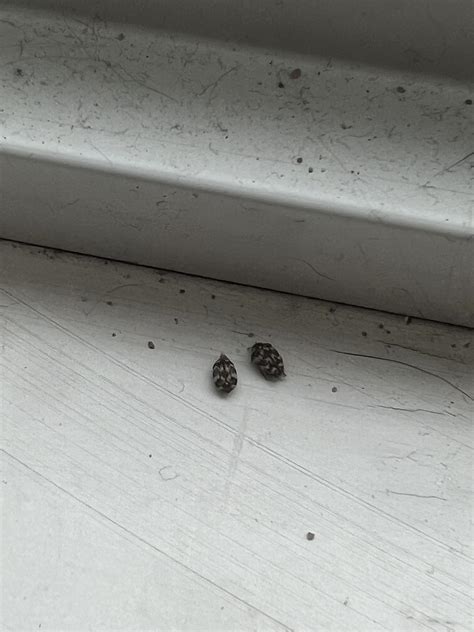 Small Bugs in Windowsill: A Persistent Nuisance