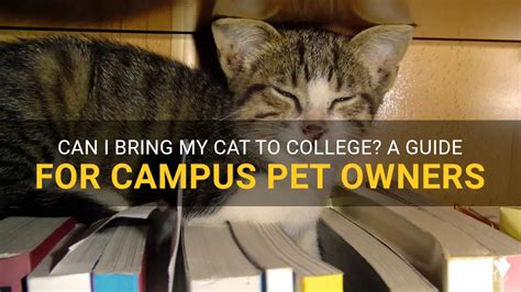 Can You Bring a Cat to College?