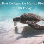 What Are the Best Marine Biology Colleges?