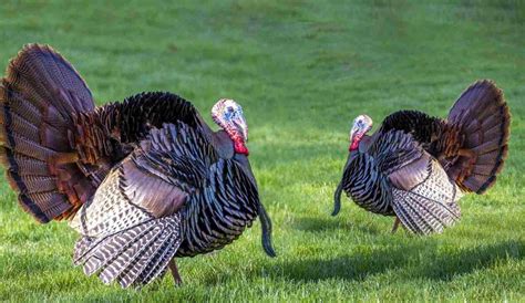 2024 NC Turkey Season: Everything You Need to Know