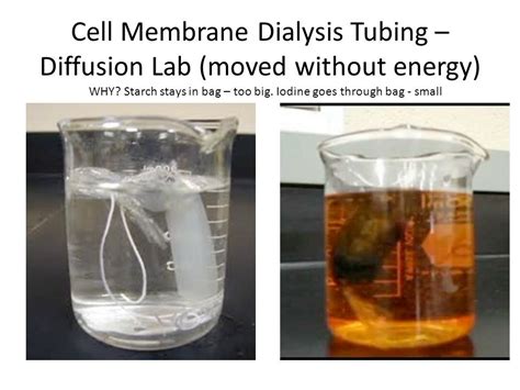 Diffusion Through Membrane Lab: Exploring the Passage of Molecules