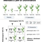 90 to Nothing: The Meaning of Uncommon Dominance Statistics and Figures