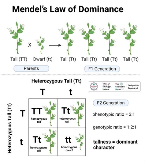 90 to Nothing: The Meaning of Uncommon Dominance Statistics and Figures