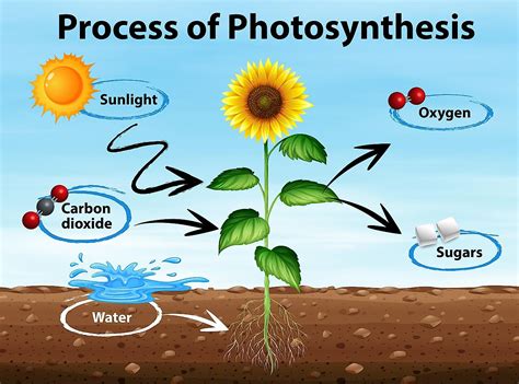 Input and Output of Photosynthesis: The Powerhouse of Life