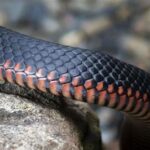 Maine Snakes: Are They Poisonous?