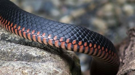 Maine Snakes: Are They Poisonous?