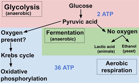 What Is Not Required for Glycolysis to Occur?