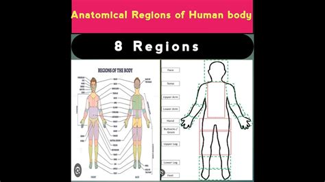 In Which Human Regions Can It Be Grouped? Human Body Regions and Their Functions Why It’s Important to Understand Human Body Regions Conclusion