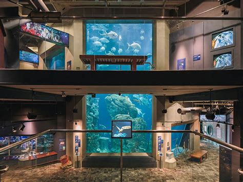 Dive into Marine Conservation: Explore South Carolina Aquarium Jobs
