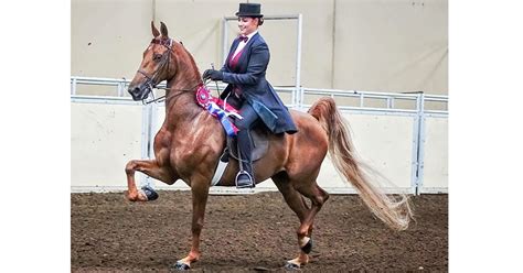 American Saddlebred Horse Association: Shaping the Equine Landscape