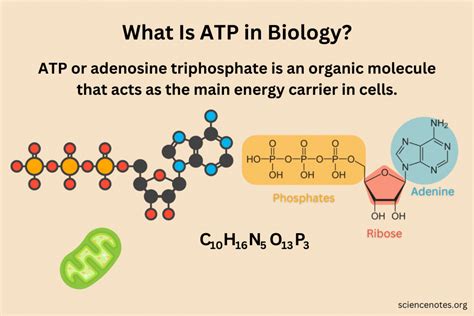 Describe How ATP Is Produced in the Light Reactions Applications of ATP Common Mistakes to Avoid FAQs