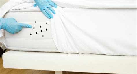 How Do Mattress Protectors Prevent Bed Bugs? Do Mattress Protectors Really Work? How to Choose the Right Mattress Protector Benefits of Using a Mattress Protector Common Mistakes to Avoid Conclusion Additional Tips Table 1: Benefits of Using a Mattress Protector Table 2: Common Mistakes to Avoid When Using a Mattress Protector Table 3: Tips for Preventing Bed Bugs Table 4: Comparison of Mattress Protector Materials