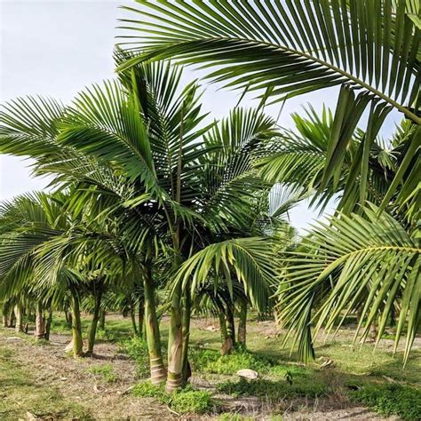 King Palms: Amazon’s Regal Trees with Limitless Applications