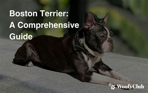 Boston University Transfer: A Comprehensive Guide for Aspiring Terriers