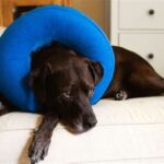 Alternative to Dog Cone: A Comprehensive Guide