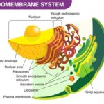 Which Statement Correctly Describes an Endomembrane Function? Endomembranes and Human Health Conclusion