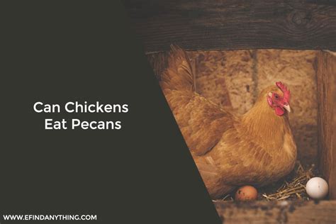 Do Chickens Eat Pecans?