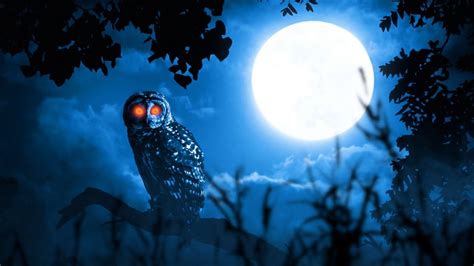 Owl Hooting: Decoding the Mysterious Sounds of the Night