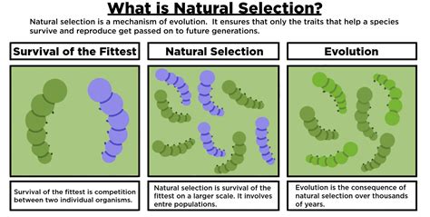 Natural Selection: A Fundamental Concept in AP Psychology