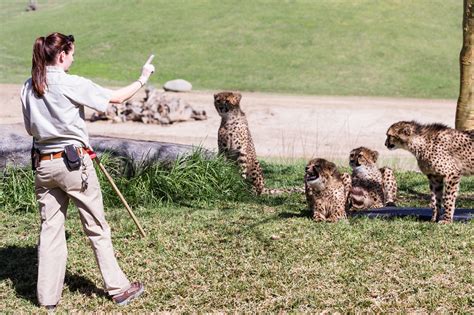 Zoologist Work Environment: A Behind-the-Scenes Look