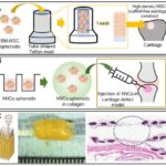 Cylindrical Spheroids: Unlocking the Hidden Potential of Advanced Structural Design