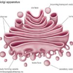 Do Prokaryotes Have Golgi Apparatus?