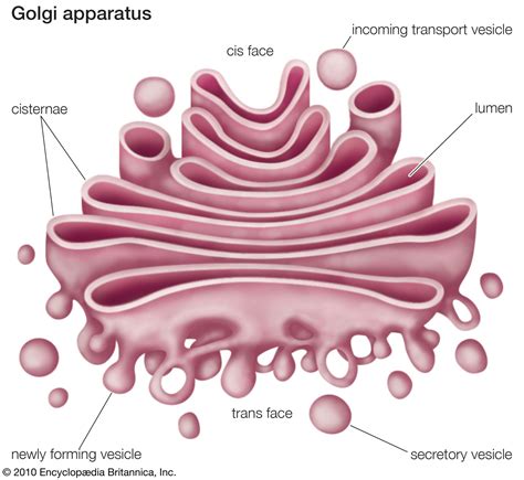 Do Prokaryotes Have Golgi Apparatus?