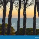 Effortless Access to Coastal Serenity: Coastal Pines Login