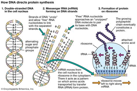 This Holds an Organism’s Hereditary Information The Structure of DNA The Genetic Code DNA Replication DNA Repair RNA Transcription Protein Synthesis Applications of DNA and RNA The Future of DNA and RNA FAQs