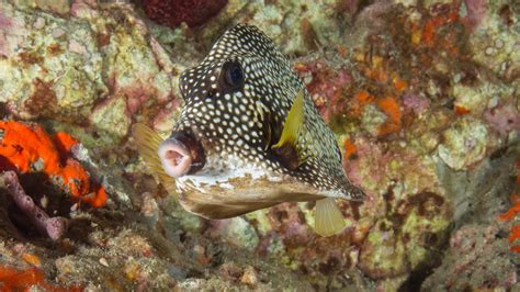 What Do Marine Biologists Wear?