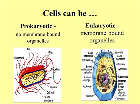 Do Prokaryotic Cells Have Membrane-Bound Organelles?