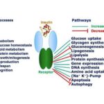 Insulin Binding to Its Receptor on Target Cells Results in: A Comprehensive Guide Tables FAQs