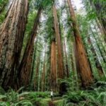 Redwood Forest in Washington: A Majestic Wonder of Nature’s Realm Tips for Visiting Redwood Forests in Washington Redwood Forest Conservation Frequently Asked Questions