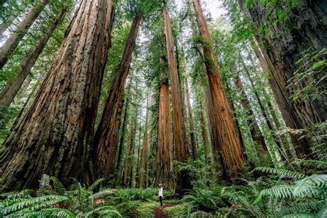 Redwood Forest in Washington: A Majestic Wonder of Nature’s Realm Tips for Visiting Redwood Forests in Washington Redwood Forest Conservation Frequently Asked Questions